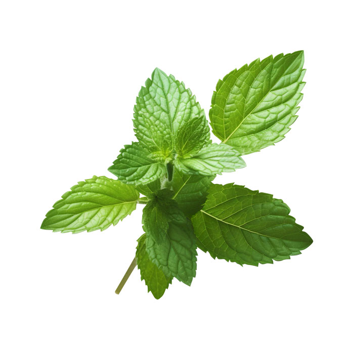 Tisane de feuilles de menthe poivrée en cas de troubles gastro