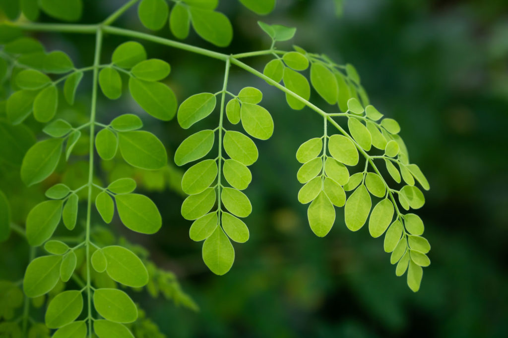 moringa-caracteristiques