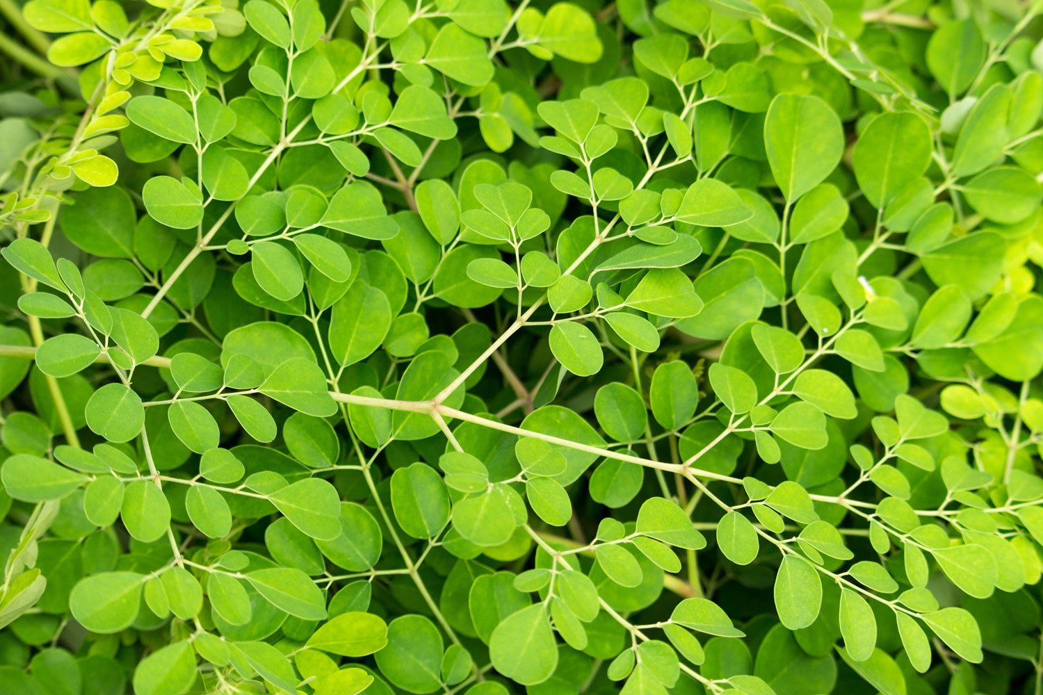 moringa-phytotherapie