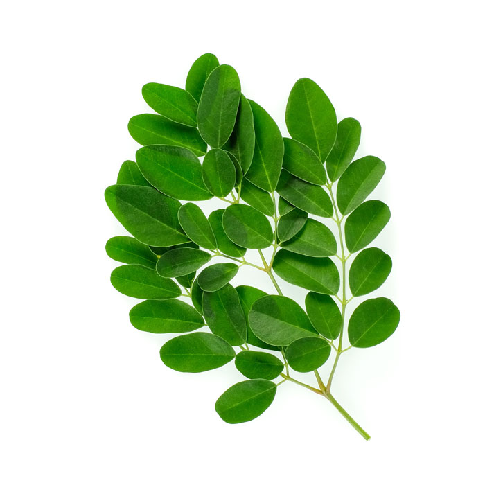 moringa