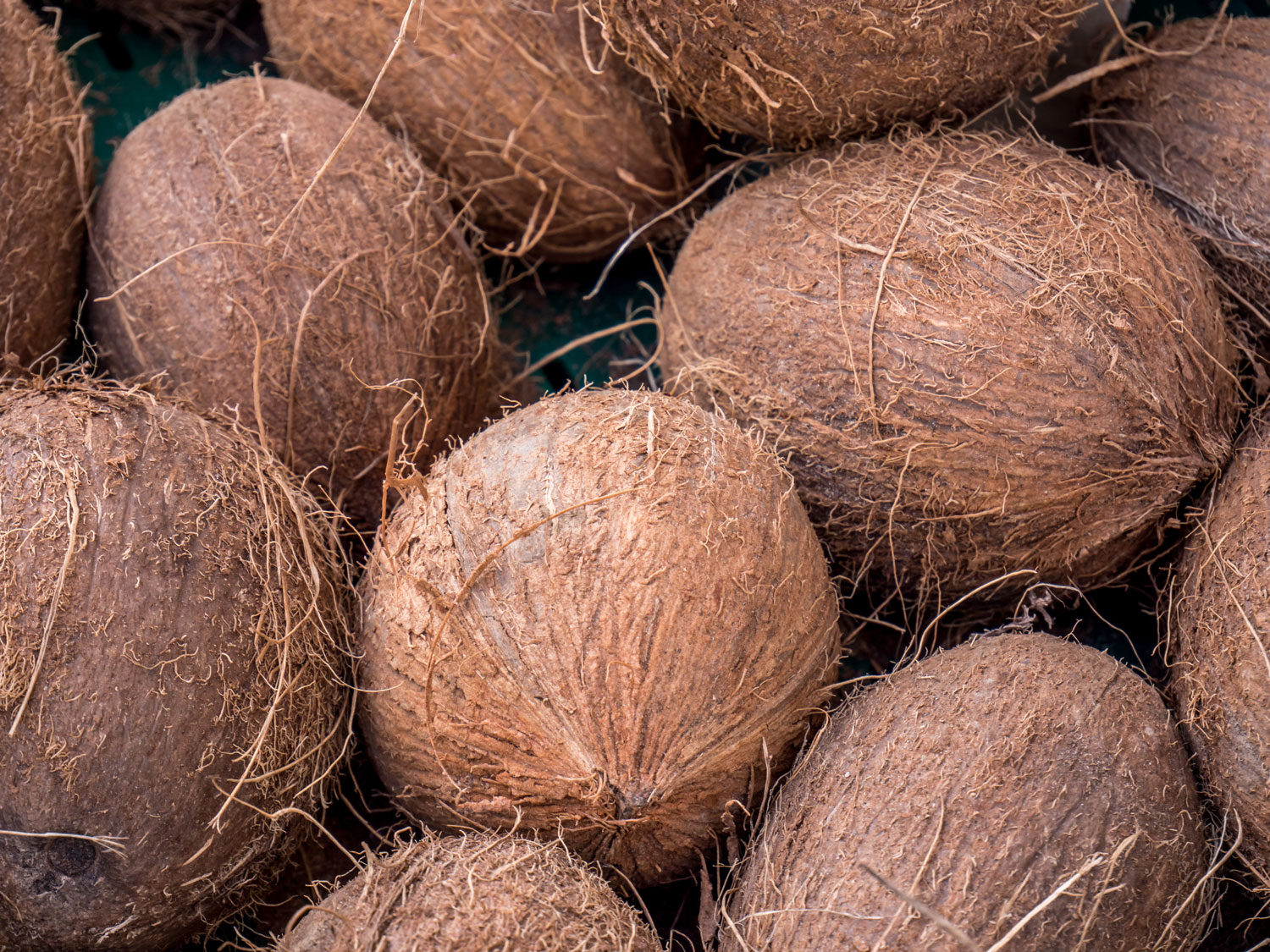 Noix de coco : Propriétés, Bienfaits et Applications en Phytothérapie ...