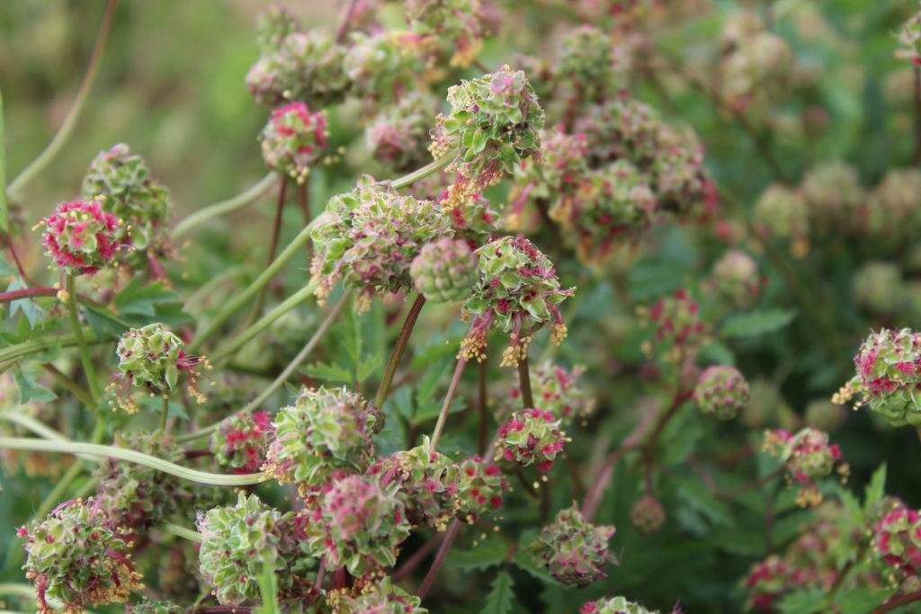pimprenelle-caracteristiques