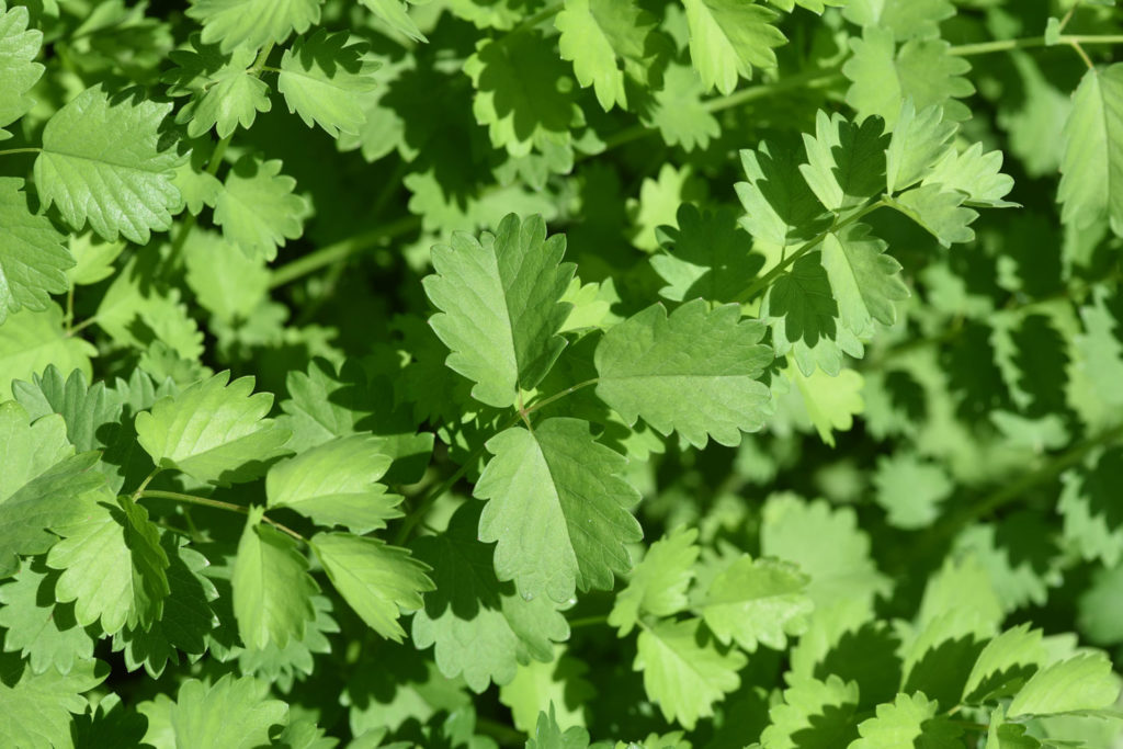 pimprenelle-phytotherapie