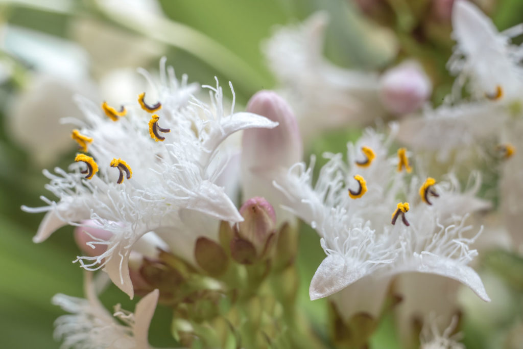 trefle-d-eau-caracteristiques