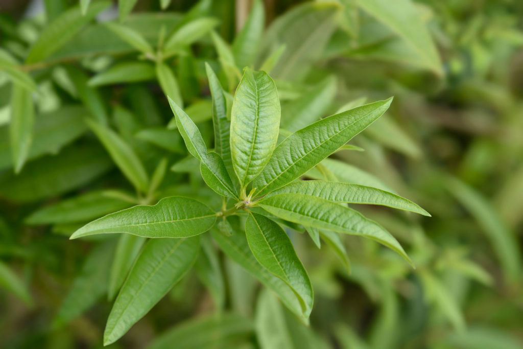 verveine-citronnee-caracteristiques