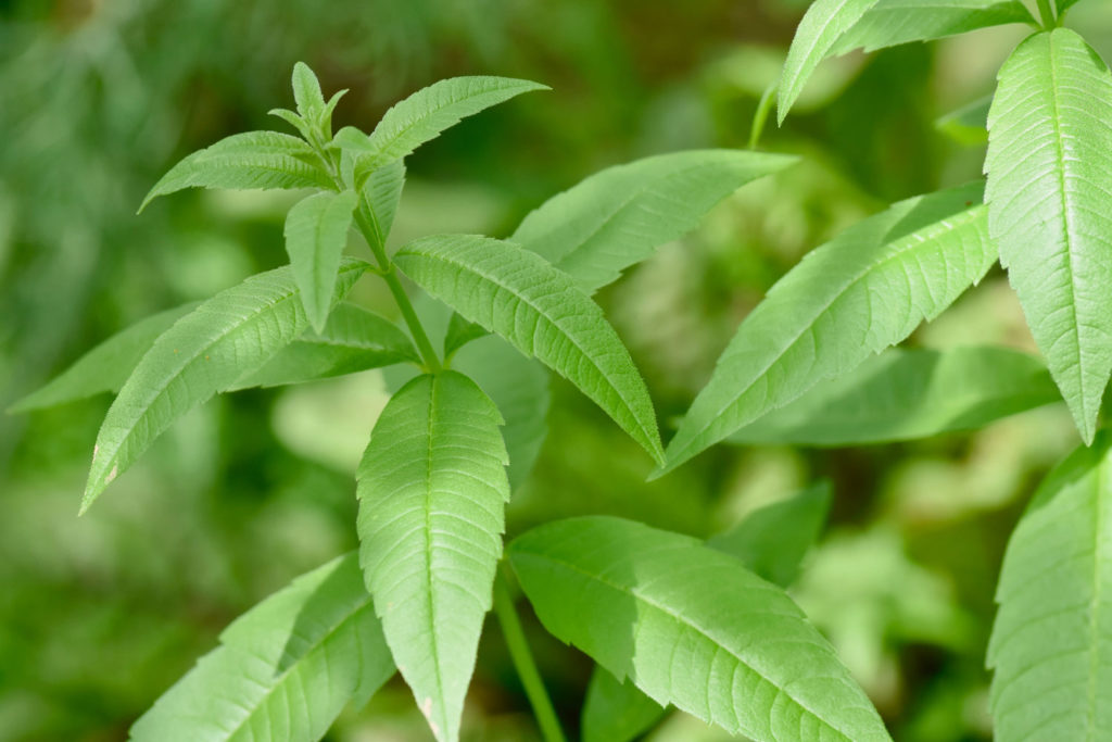 verveine-citronnee-utilisations