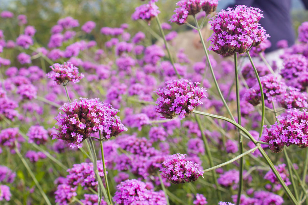 verveine-phytotherapie