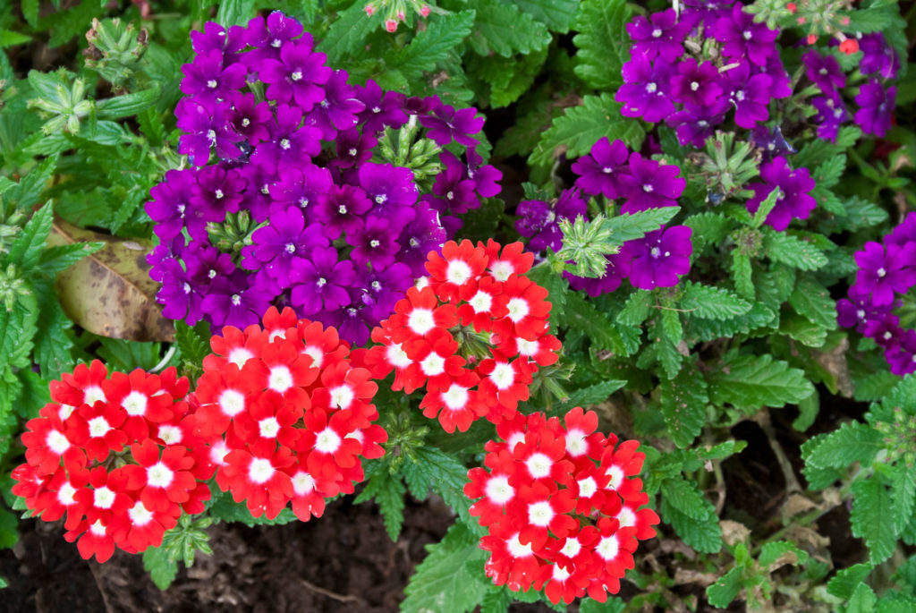 verveine-utilisations