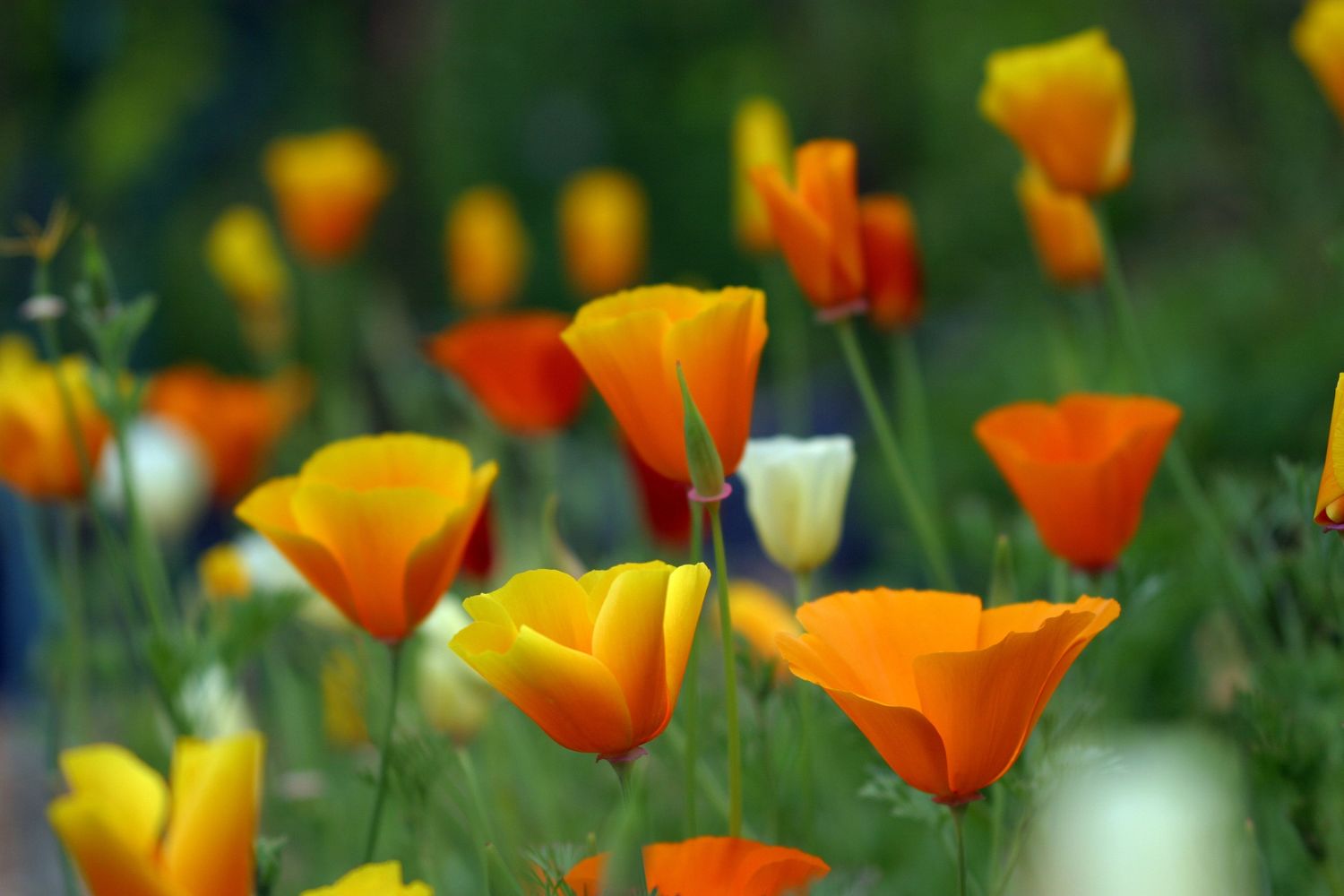 Eschscholtzia-caracteristiques