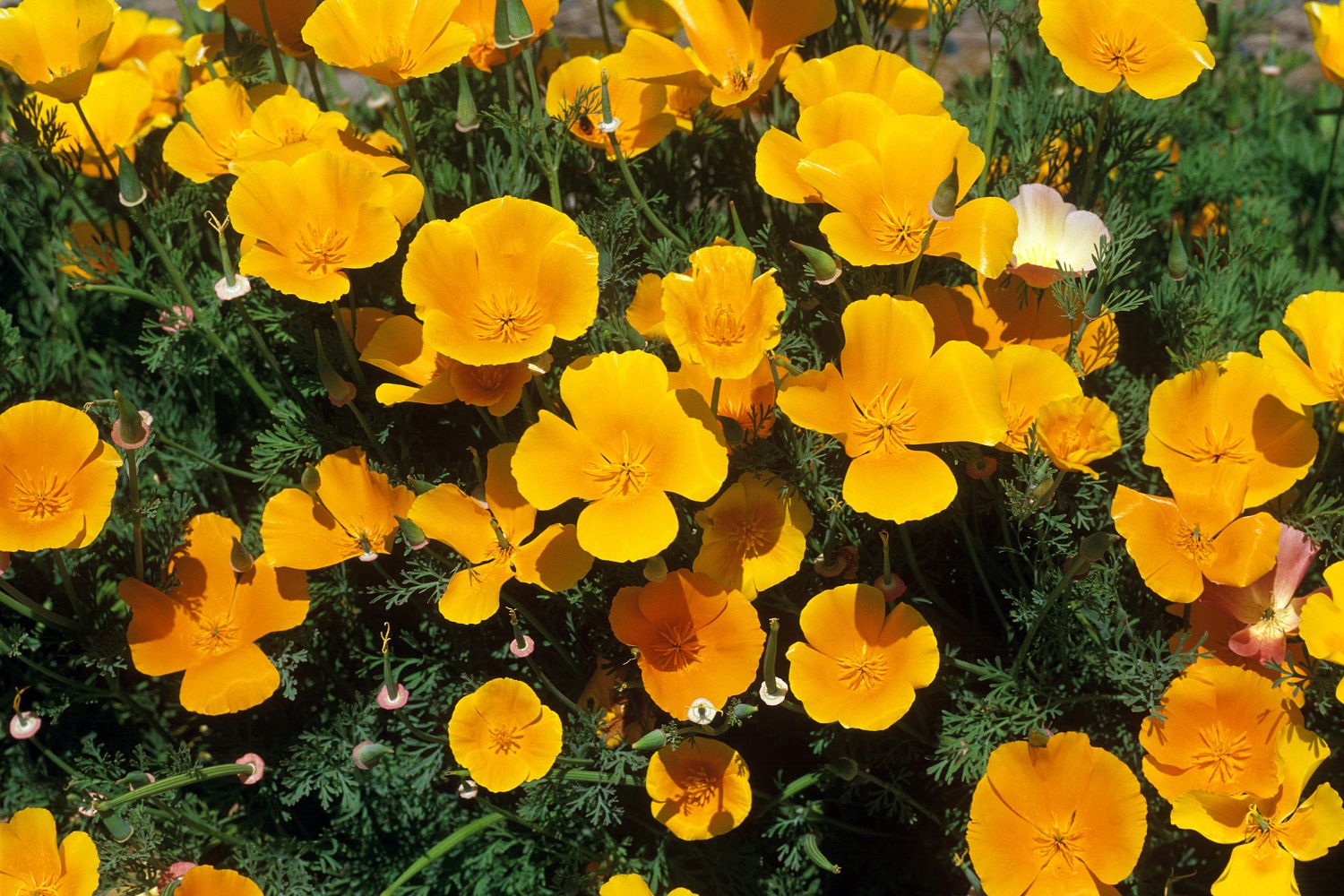 Eschscholtzia-utilisations