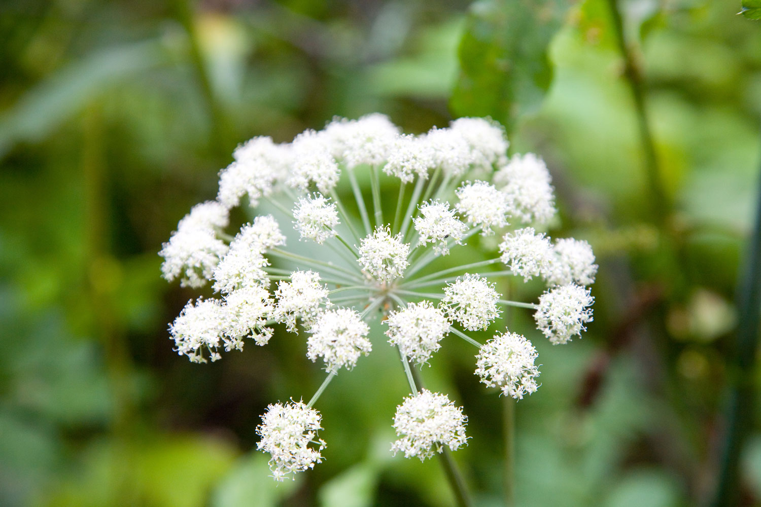 angelique-des-bois-caracteristiques