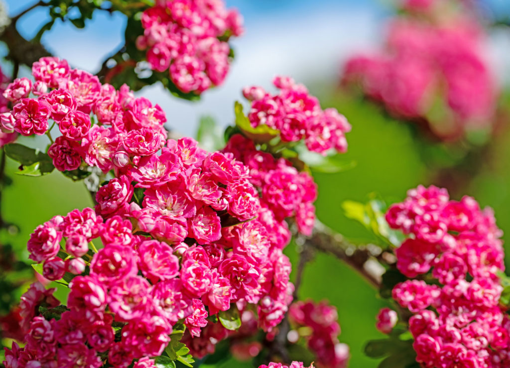 aubepine-rouge-caracteristiques