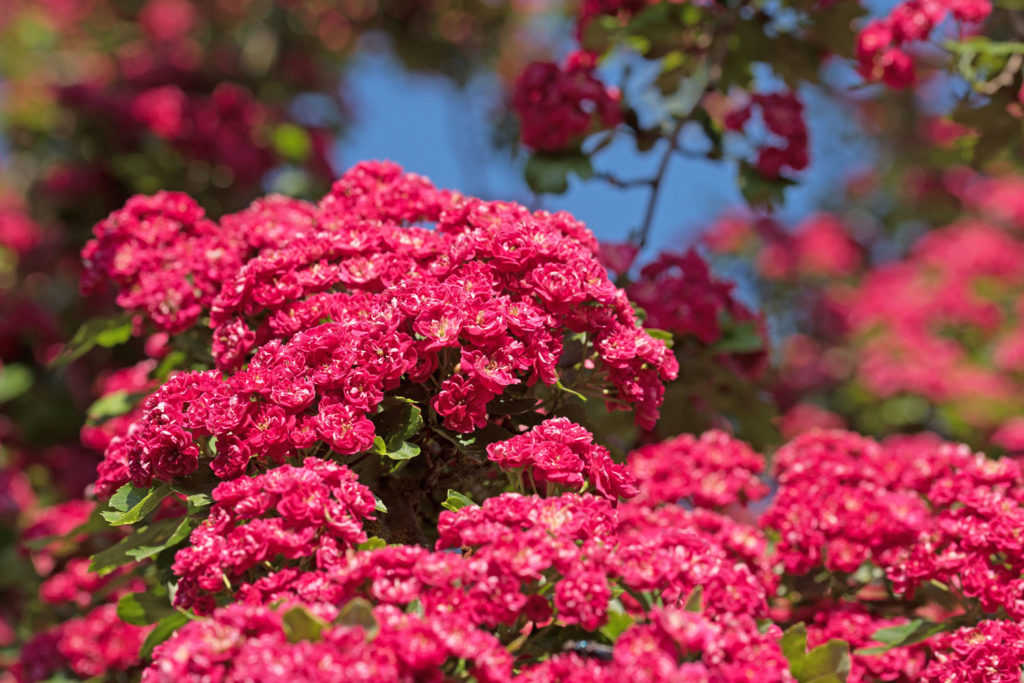 aubepine-rouge-phytotherapie