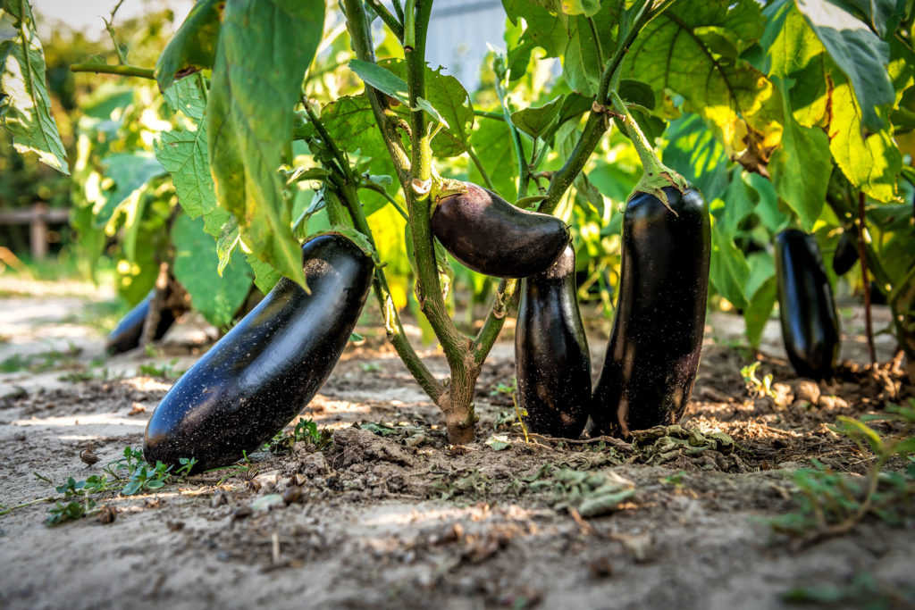 aubergine-utilisations