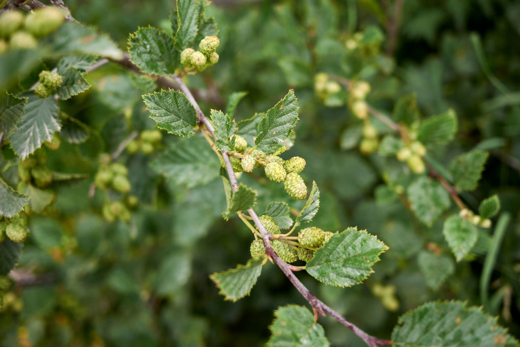 aulne-blanc-caracteristiques