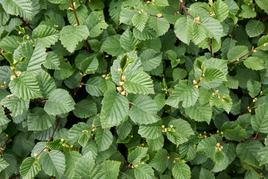 aulne-blanc-phytotherapie