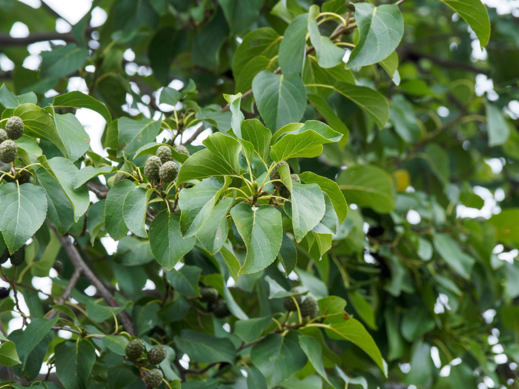 aulne-blanc-utilisations