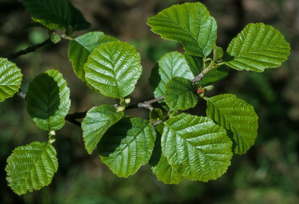 aulne-glutineux-caracteristiques