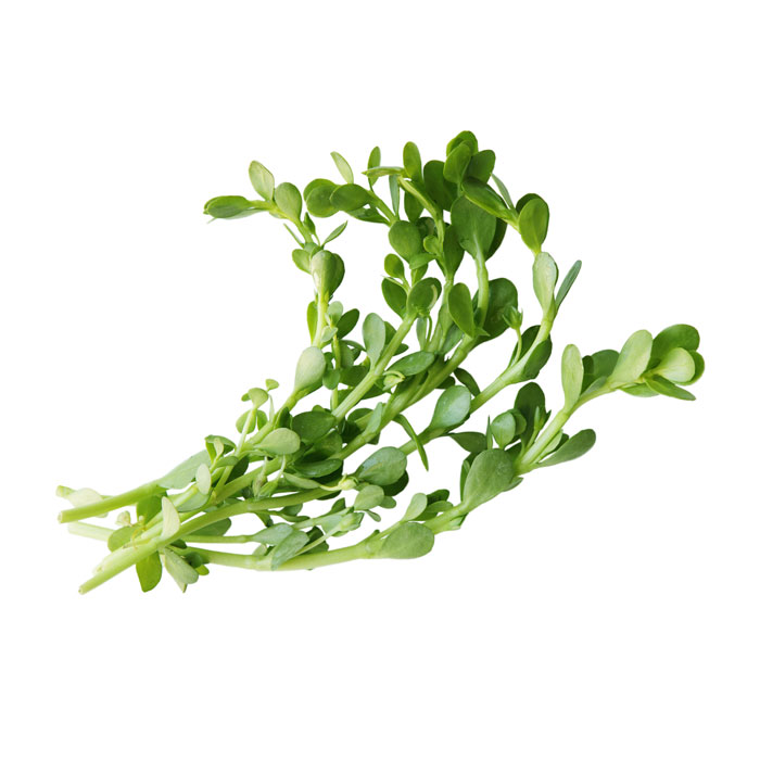 bacopa