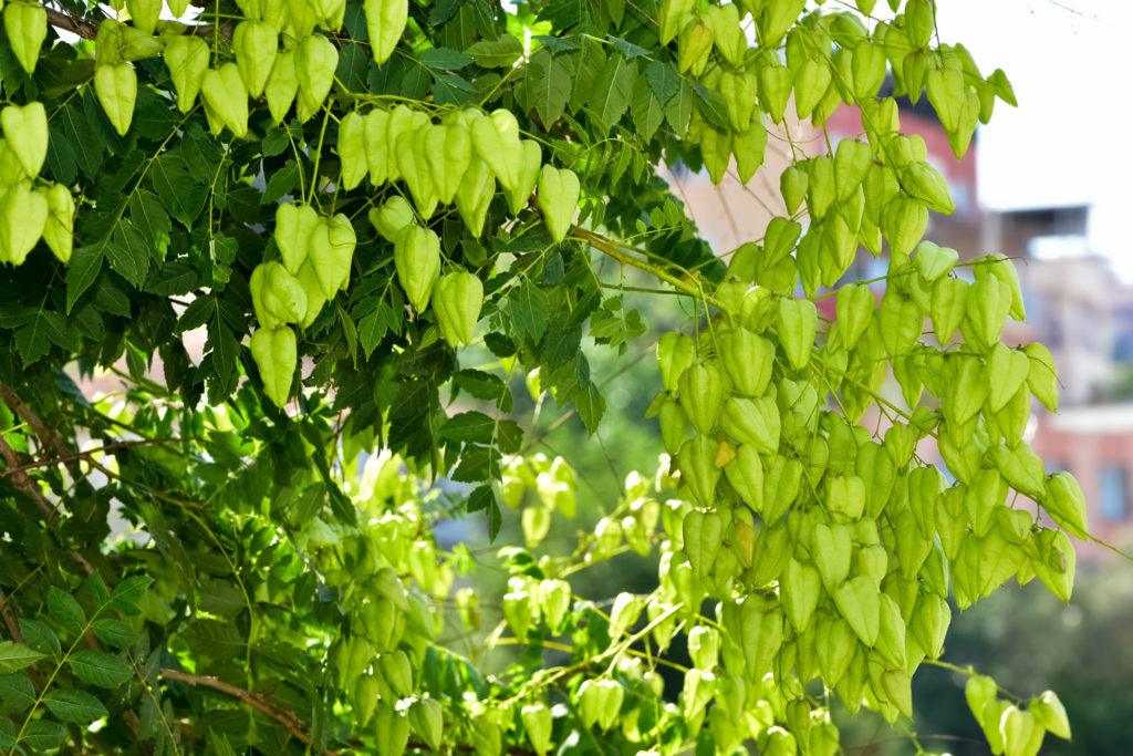 bois-de-panama-utilisations