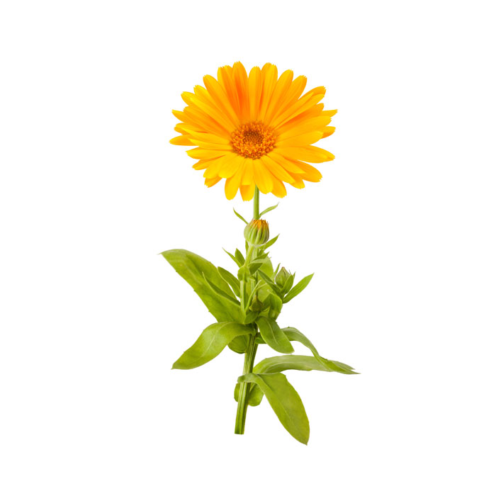 calendula