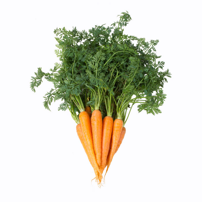 carotte-sauvage