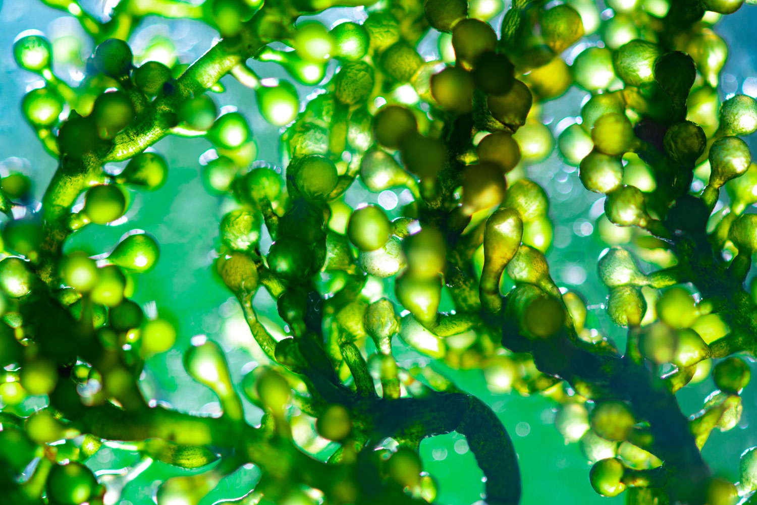 chlorella-utilisations