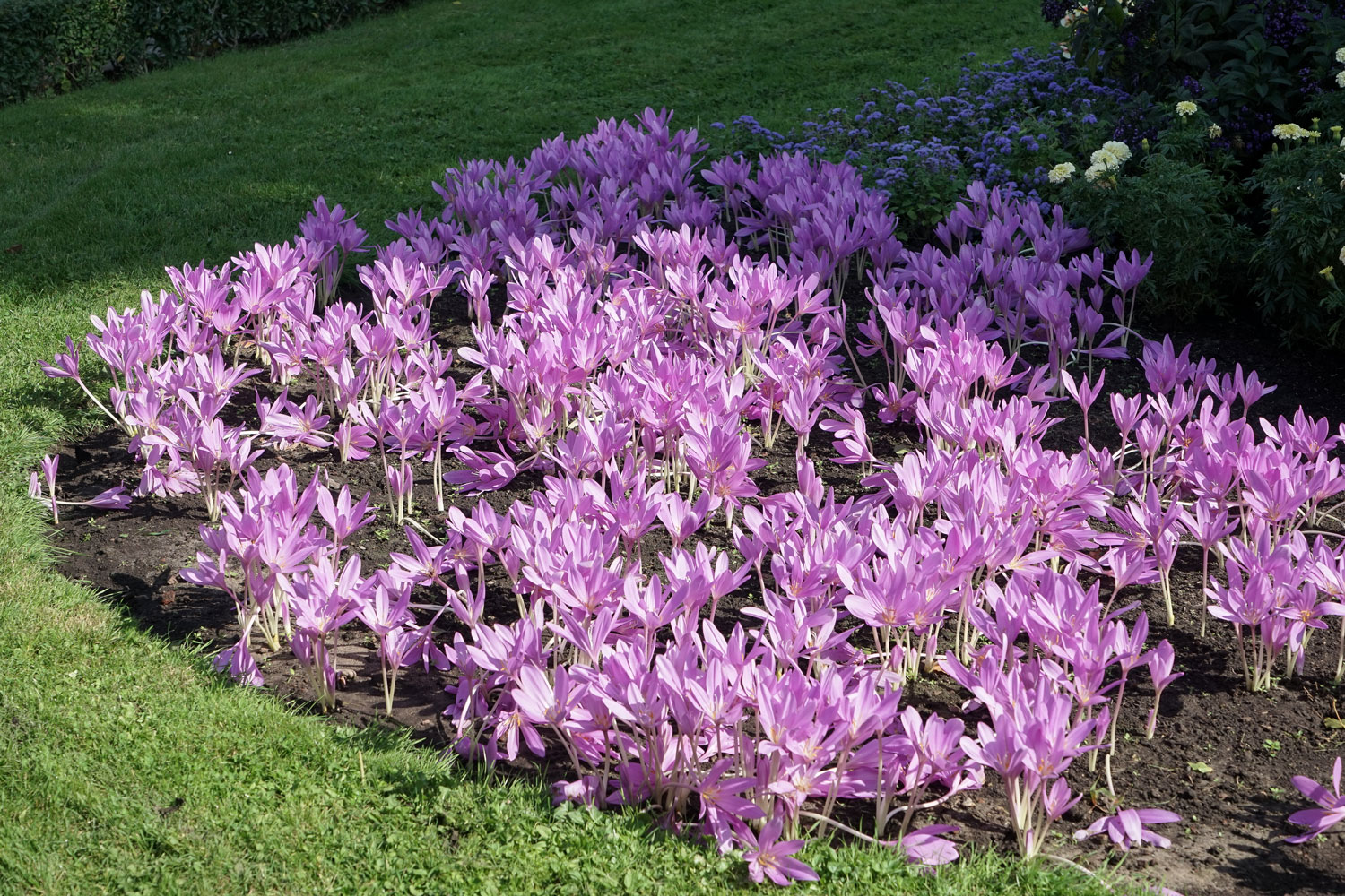 colchique-d-automne-phytotherapie