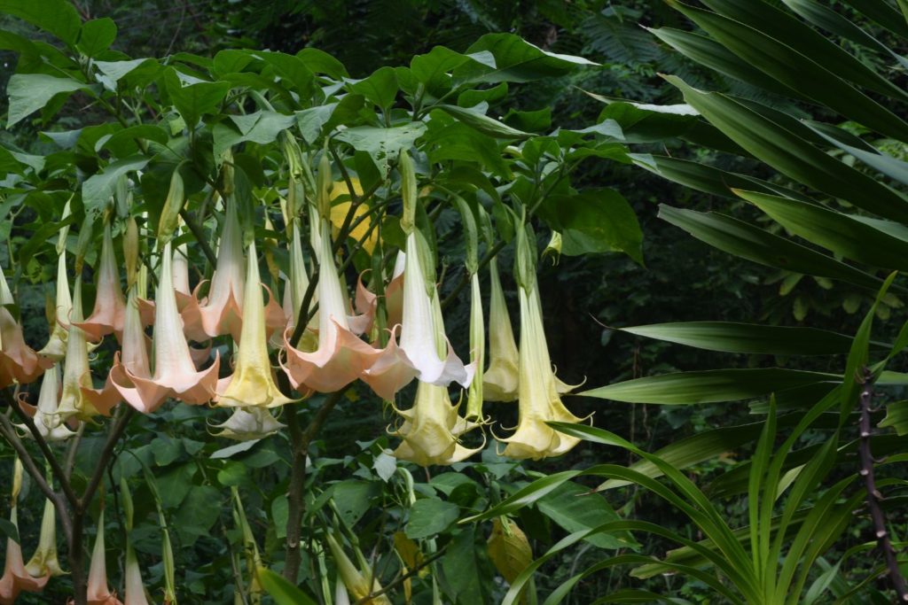 datura-caracteristiques