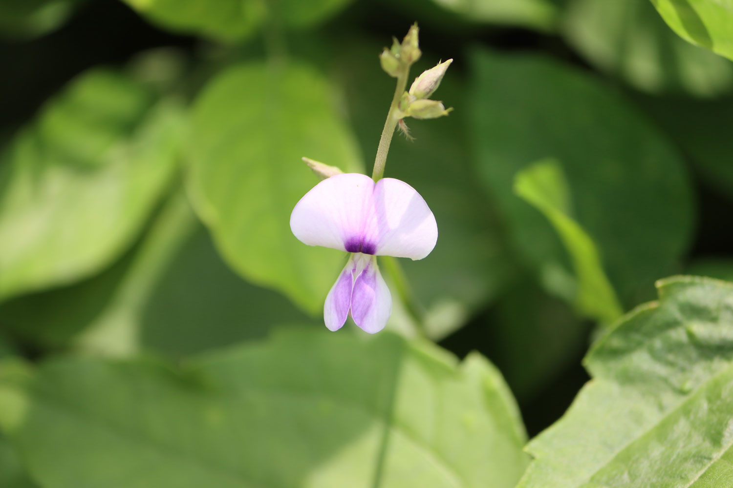 desmodium-caracteristiques