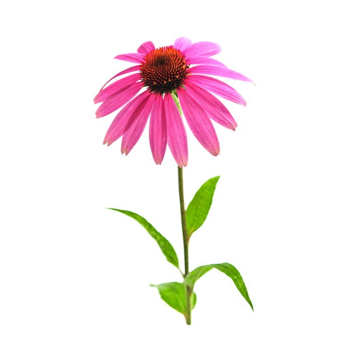 echinacea