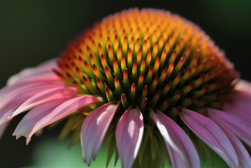 echinacea-caracteristiques