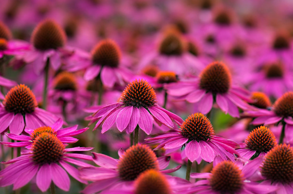 echinacea-phytotherapie