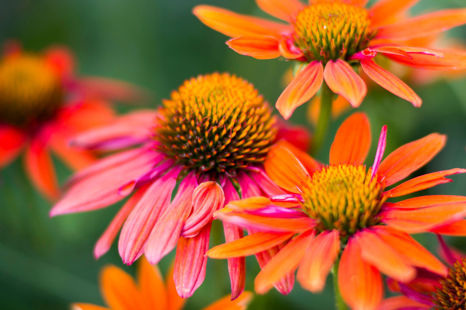 echinacea-utilisations