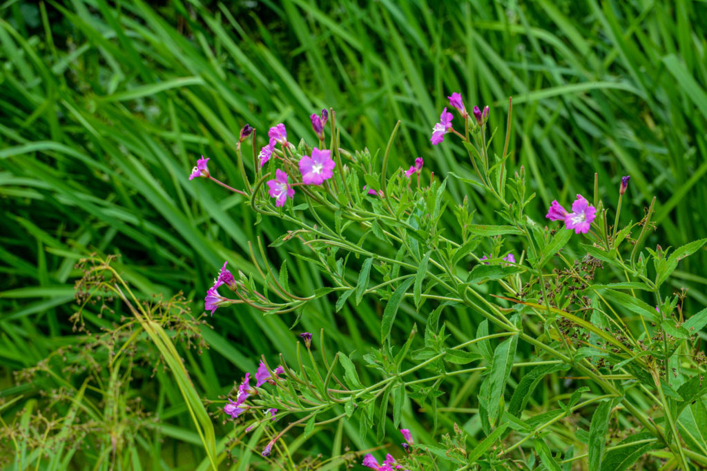 epilobe-a-petites-fleurs-phytotherapie