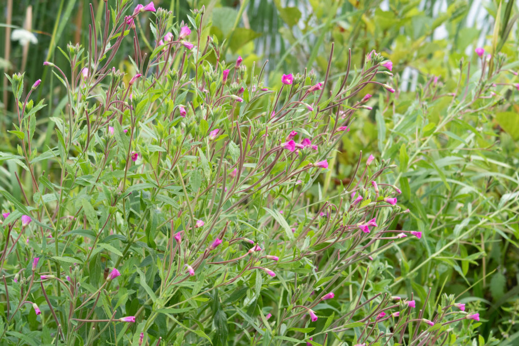 epilobe-a-petites-fleurs-utilisations