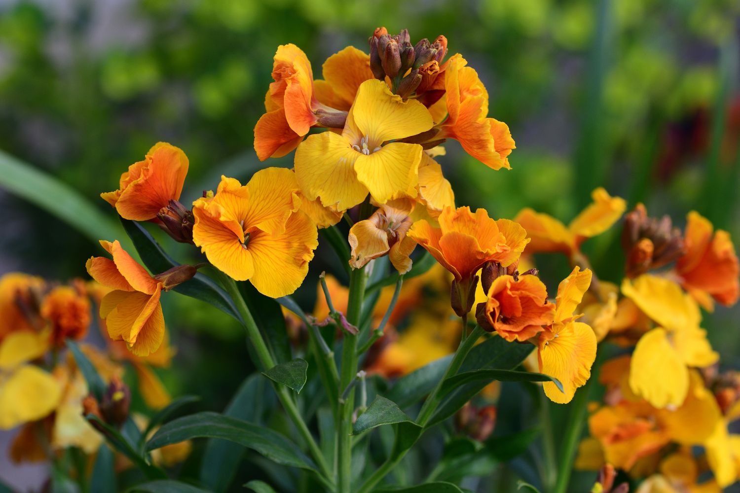 erysimum-utilisations