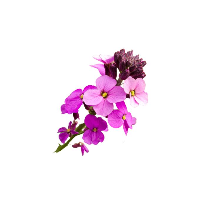 erysimum