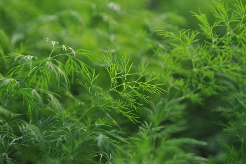 fenouil-batard-caracteristiques