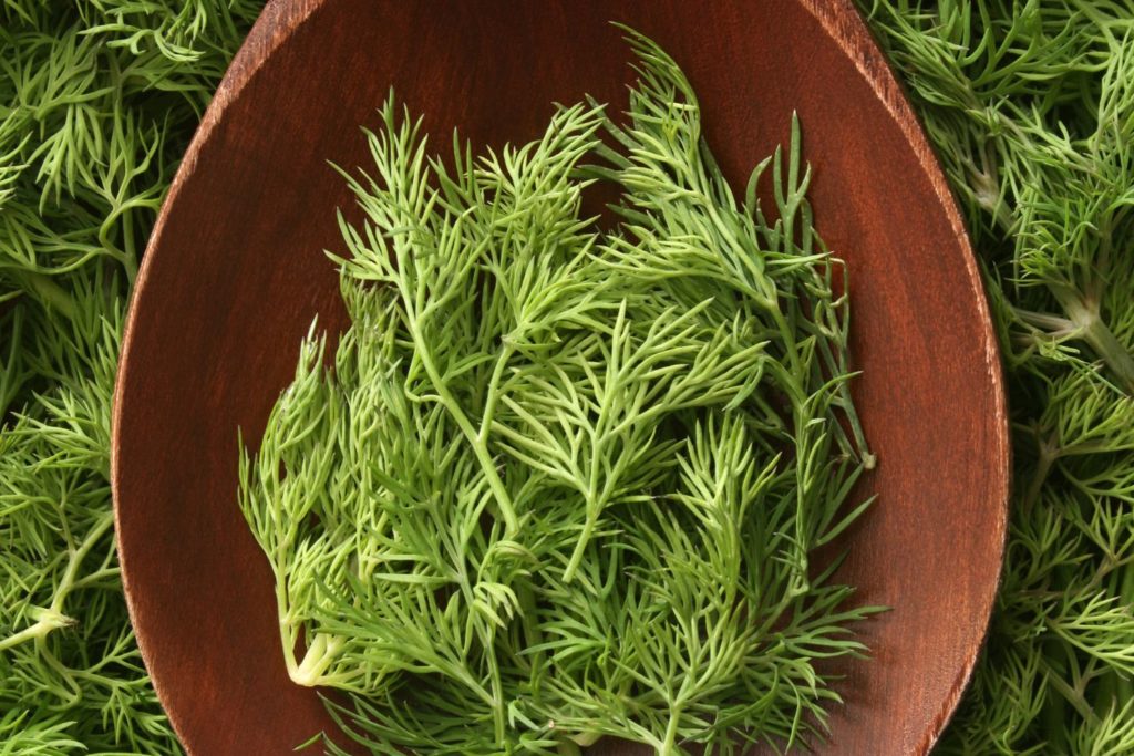 fenouil-batard-phythotherapie