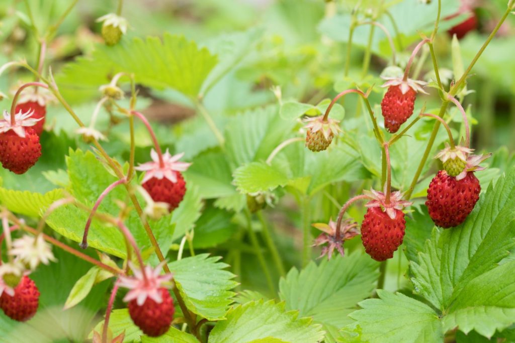 fraisier-des-bois-caracteristiques