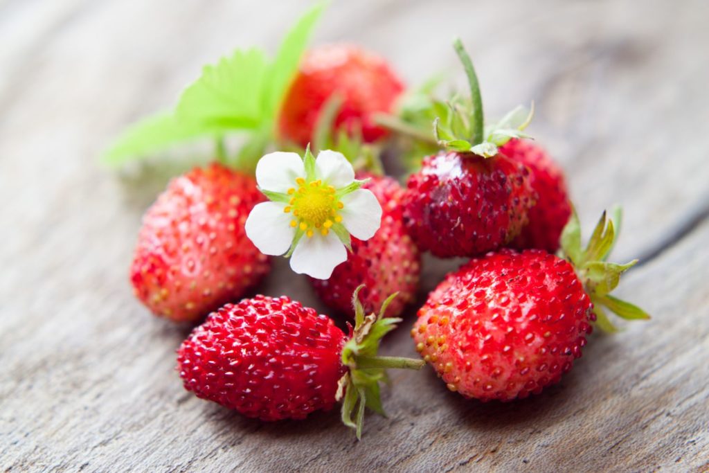 fraisier-des-bois-utilisations