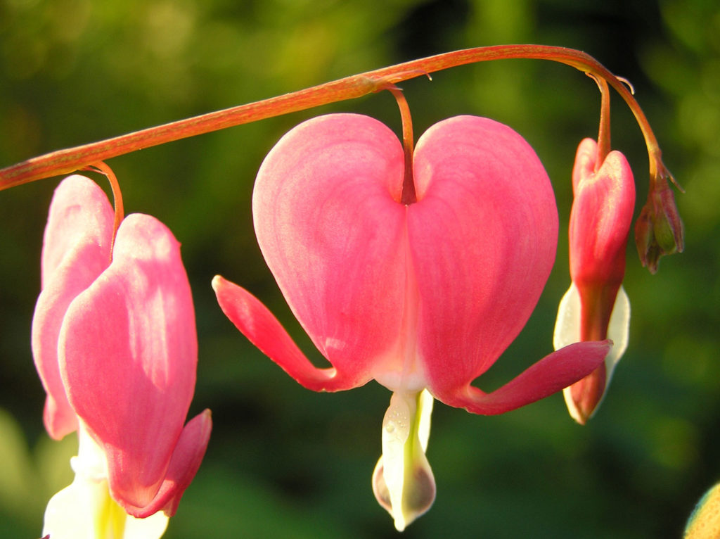 fumeterre-caracteristiques