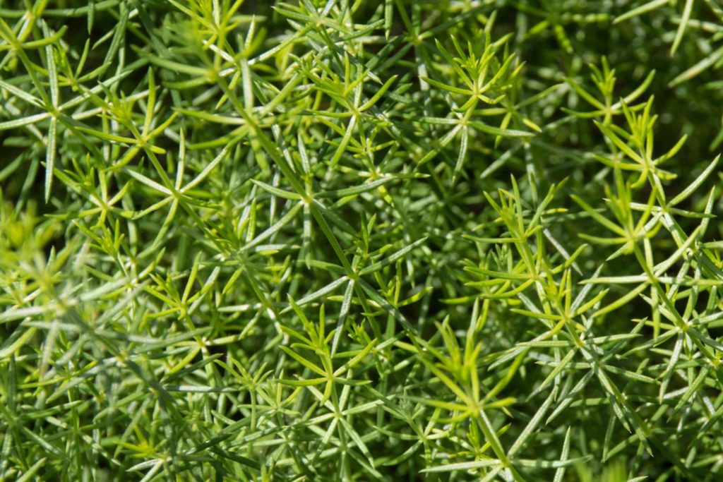 gaillet-gratteron-caracteristiques