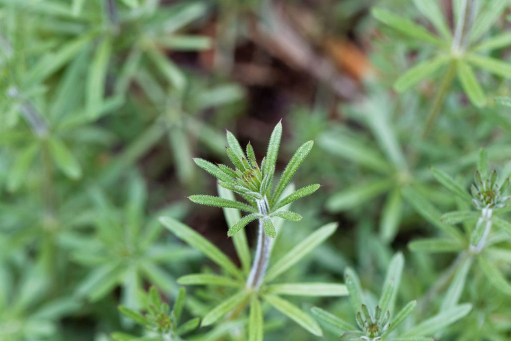 gaillet-gratteron-utilisations