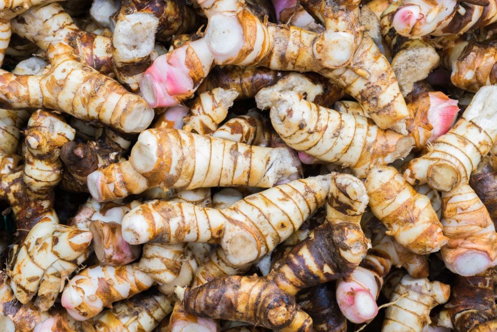 galanga-caracteristiques