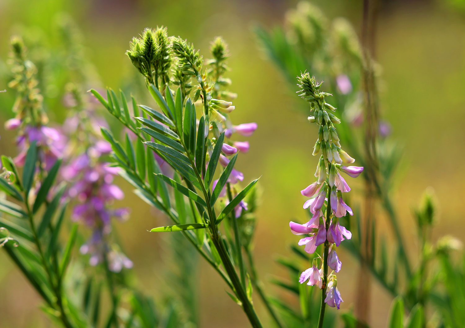 galega-caracteristiques