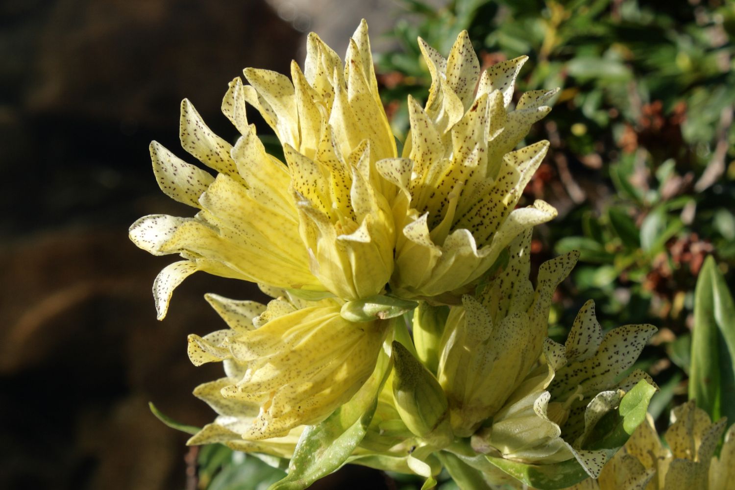 gentiane-jaune-phythotherapie