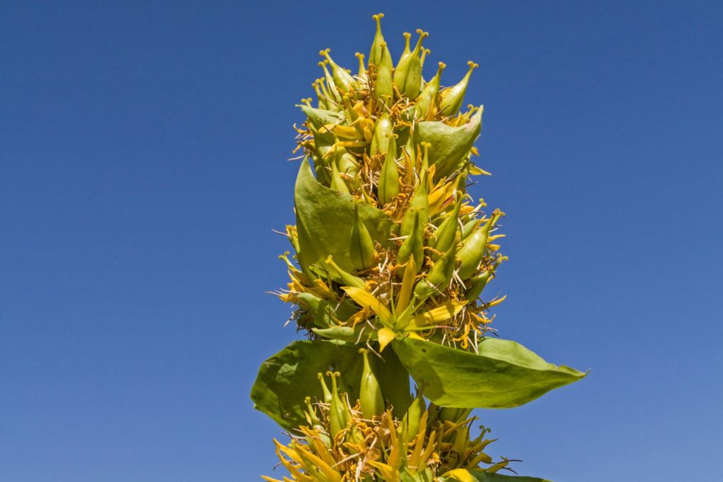 gentiane-jaune-utilisations