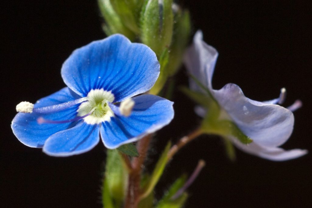 germandree-caracteristiques